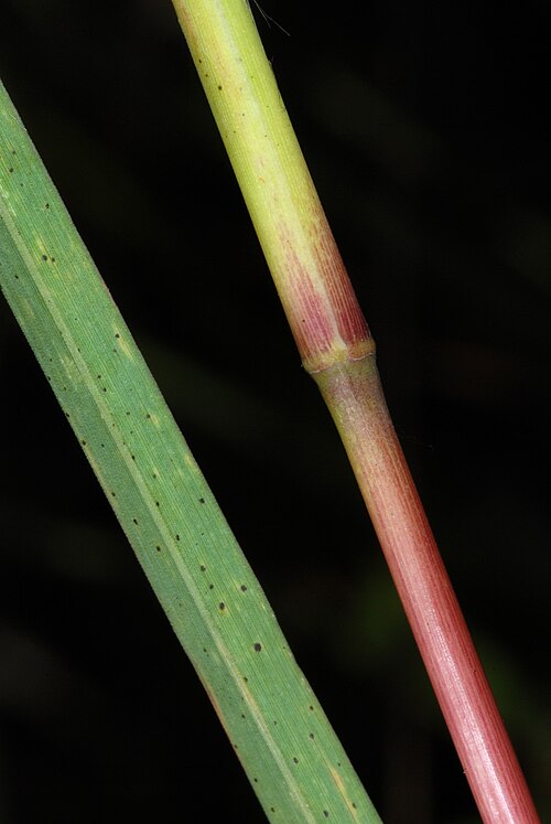 Bushy Bluestem