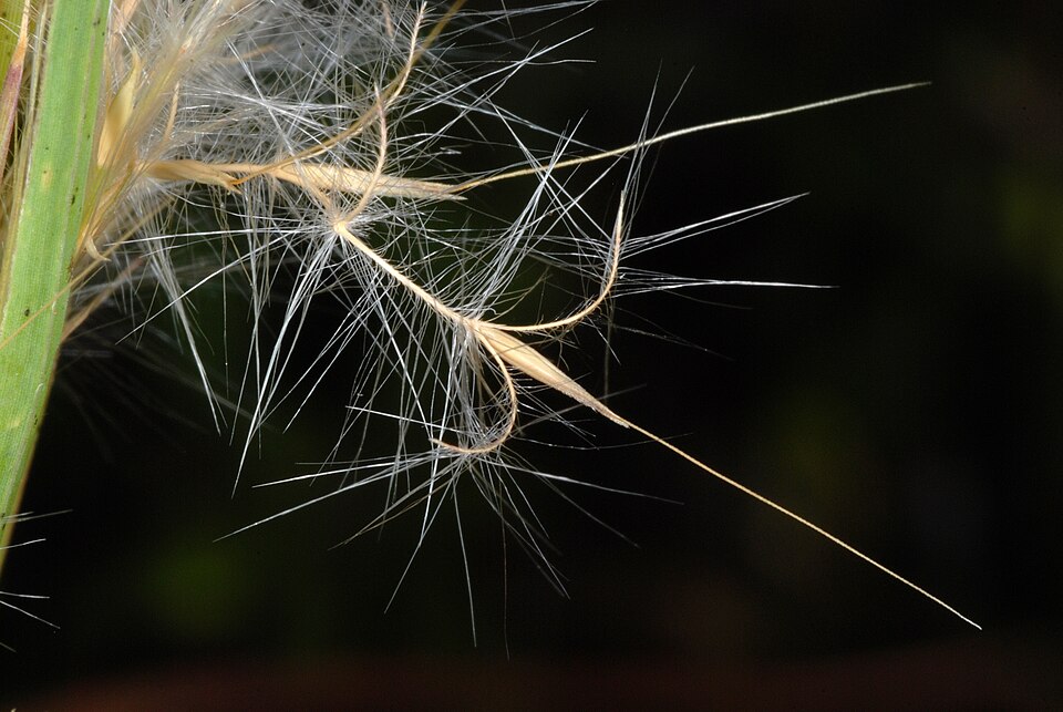 Bushy Bluestem