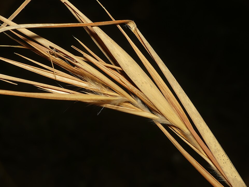 Elliott's Bluestem