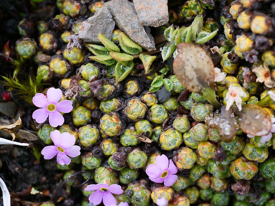 Rockjasmine