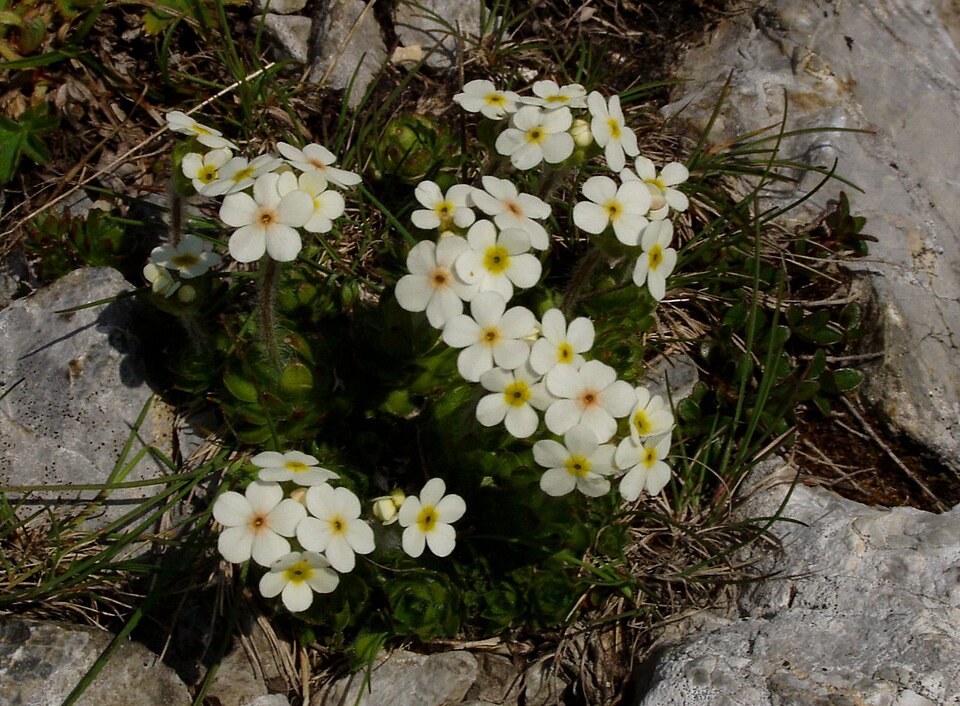 Sweetflower Rockjasmine