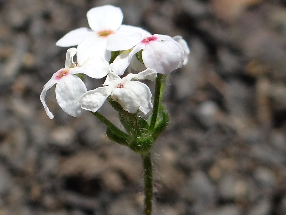 Sweetflower Rockjasmine