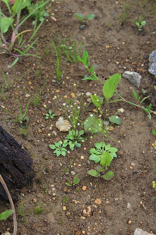 Filiform Rockjasmine