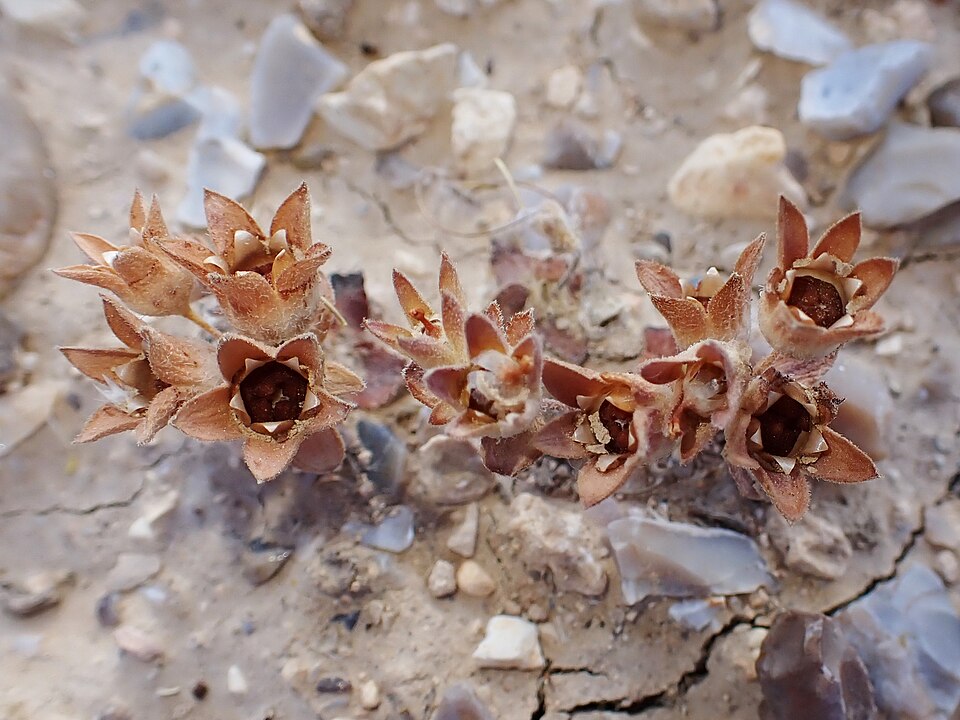 Greater Rockjasmine