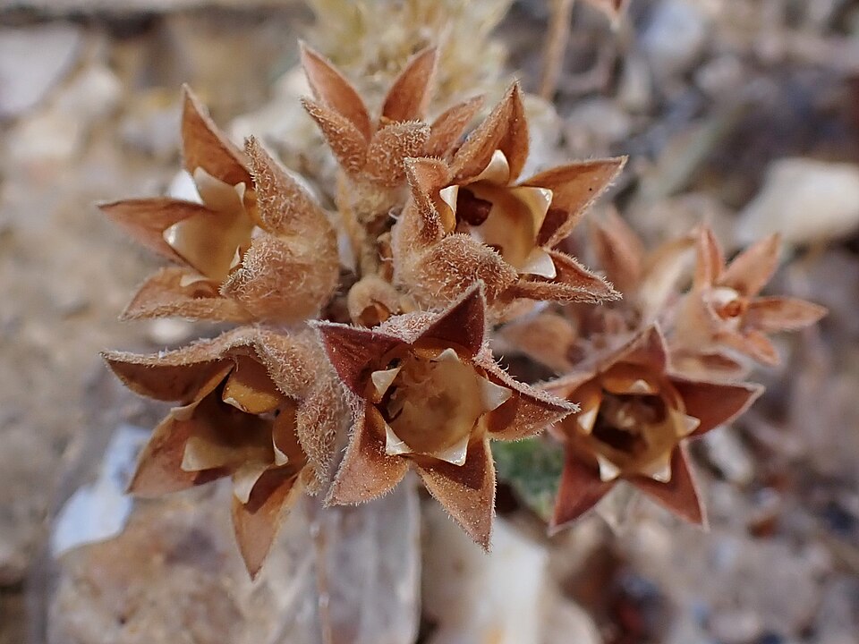 Greater Rockjasmine