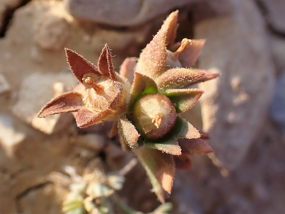 Greater Rockjasmine
