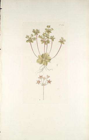 Greater Rockjasmine