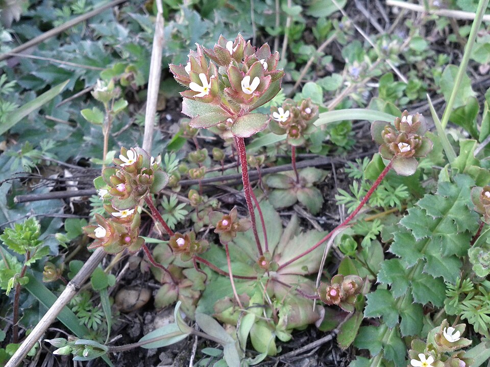 Greater Rockjasmine