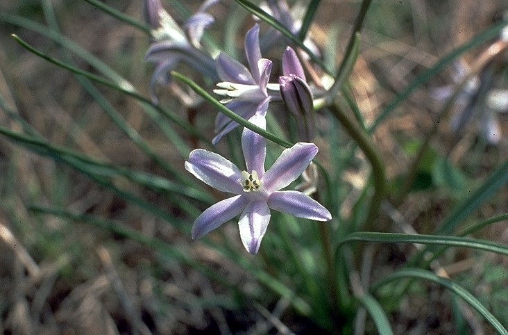 Funnel Lily