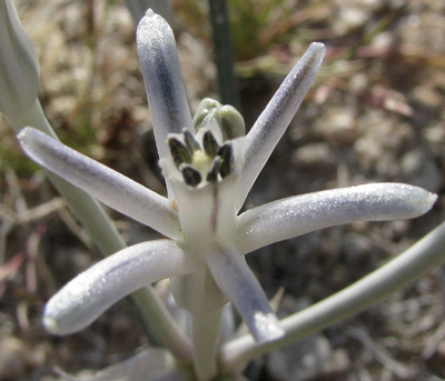 Funnel Lily