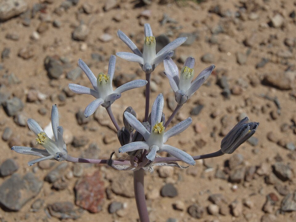Funnel Lily
