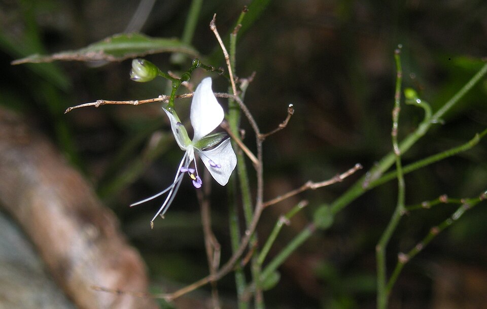 Aneilema