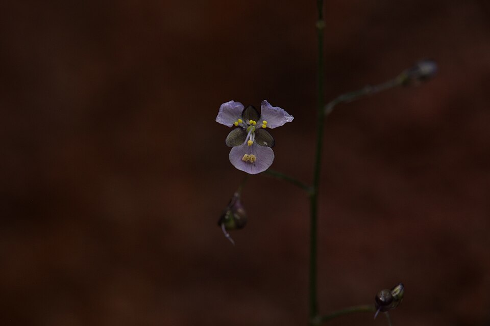 Aneilema