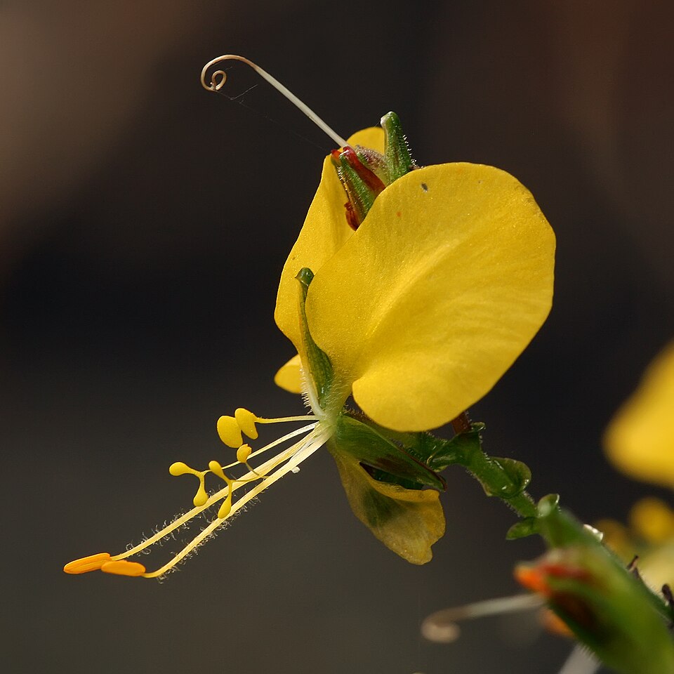 Aneilema