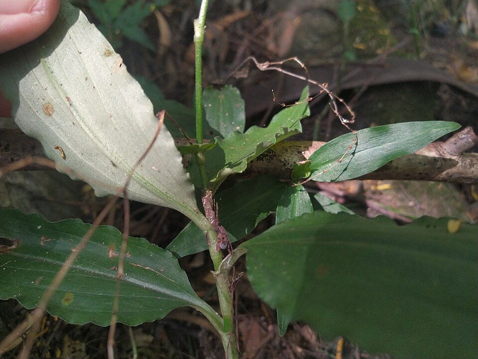 Aneilema