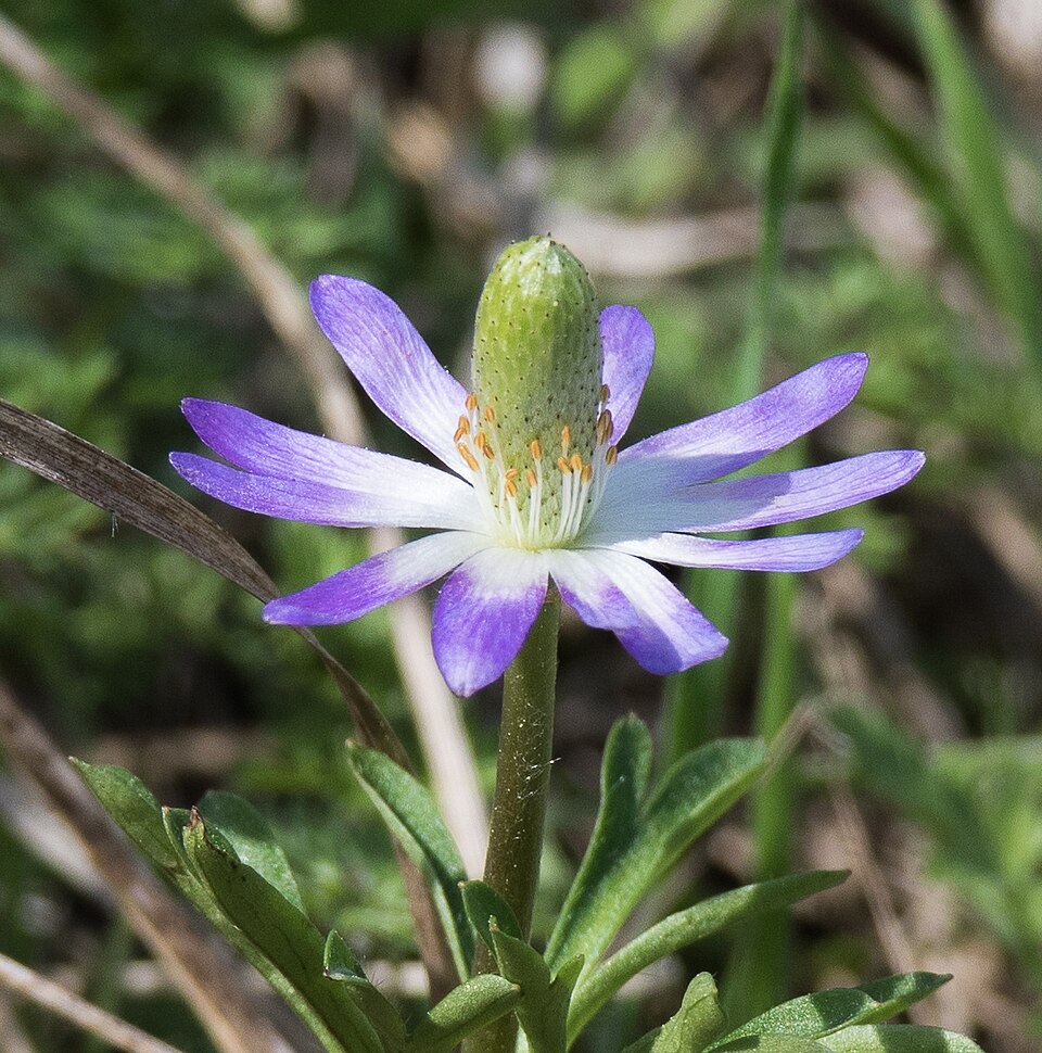 Tenpetal Thimbleweed