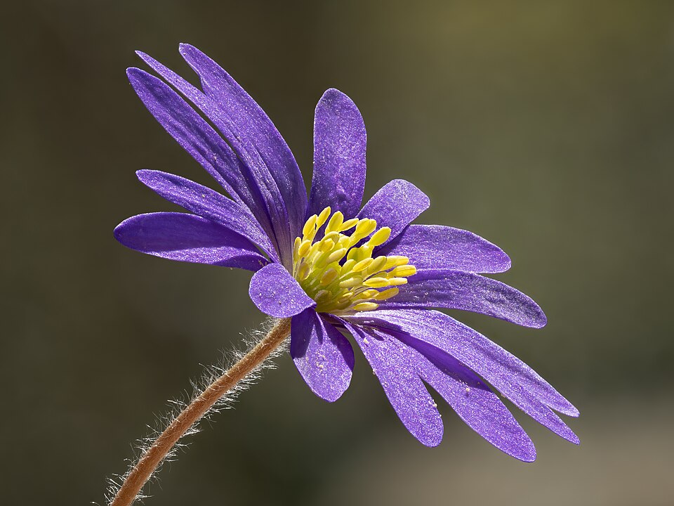 Greek Thimbleweed