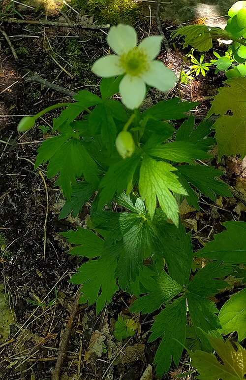 Candle Anemone