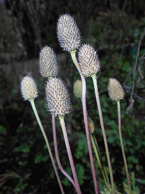 Candle Anemone