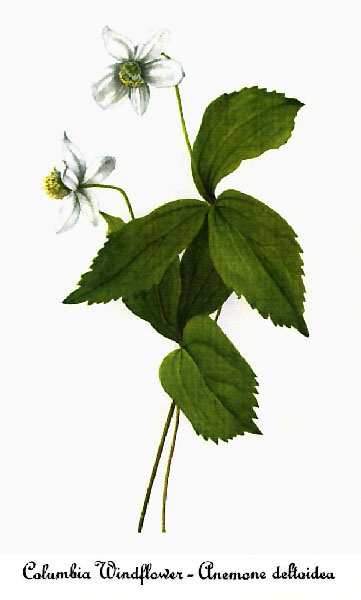 Columbian Windflower
