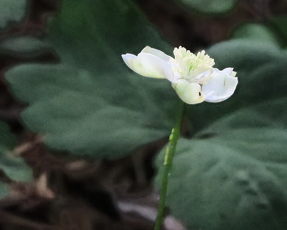 Columbian Windflower
