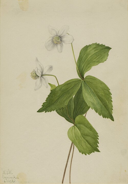 Columbian Windflower