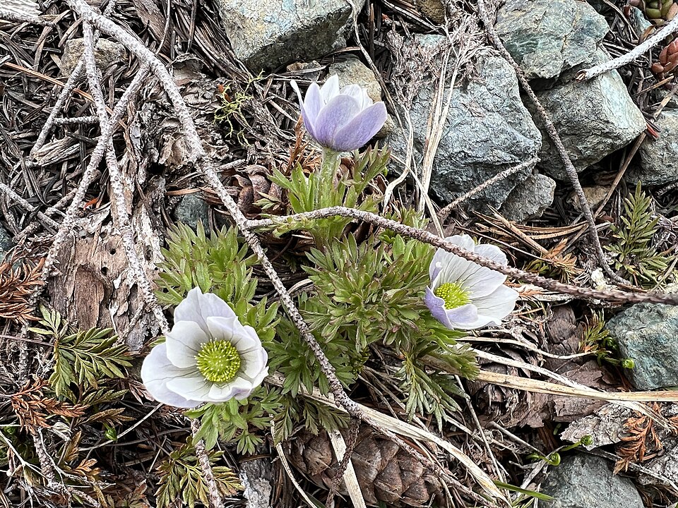 Drummond's Anemone