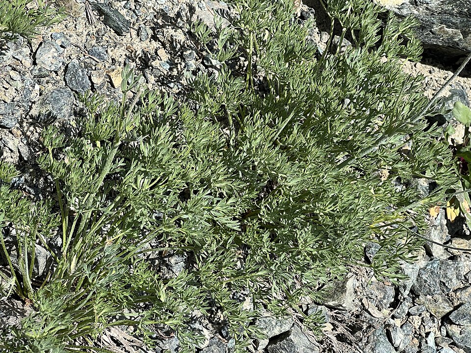 Drummond's Anemone