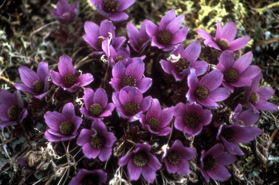Drummond's Anemone