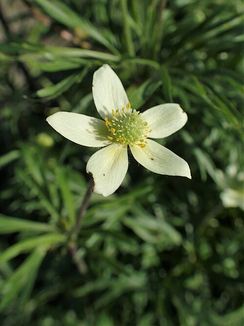 Drummond's Anemone