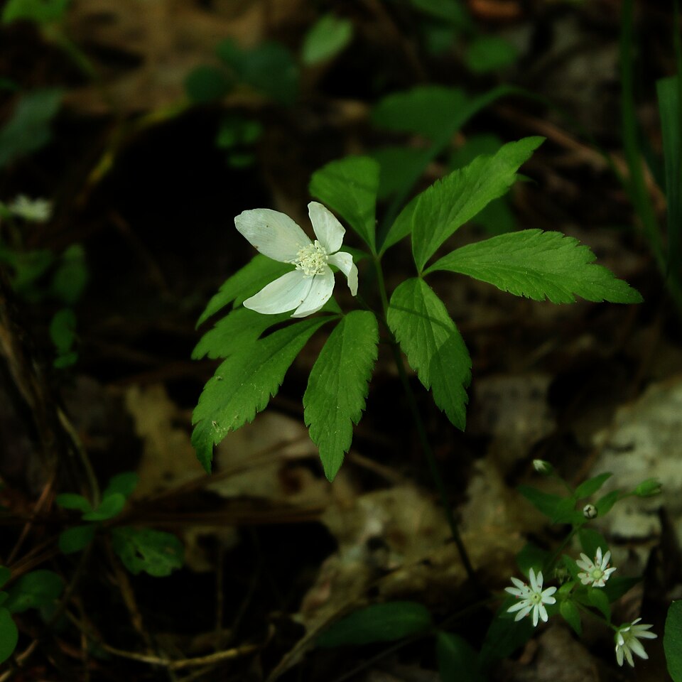 Mountain Thimbleweed