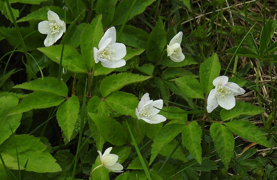 Mountain Thimbleweed