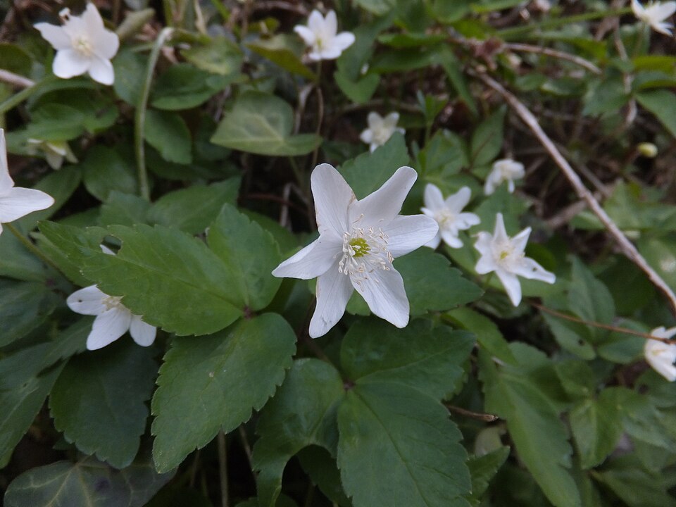 Mountain Thimbleweed