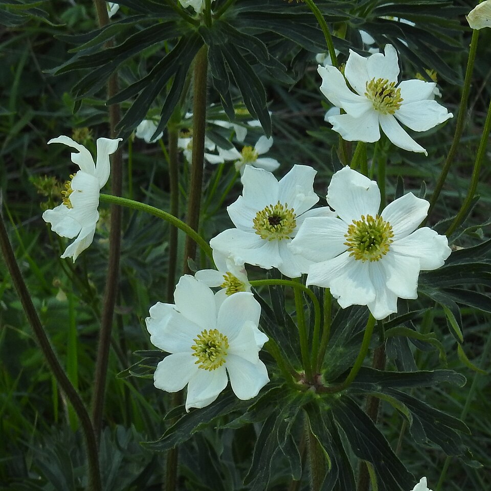 Narcissus Anemone