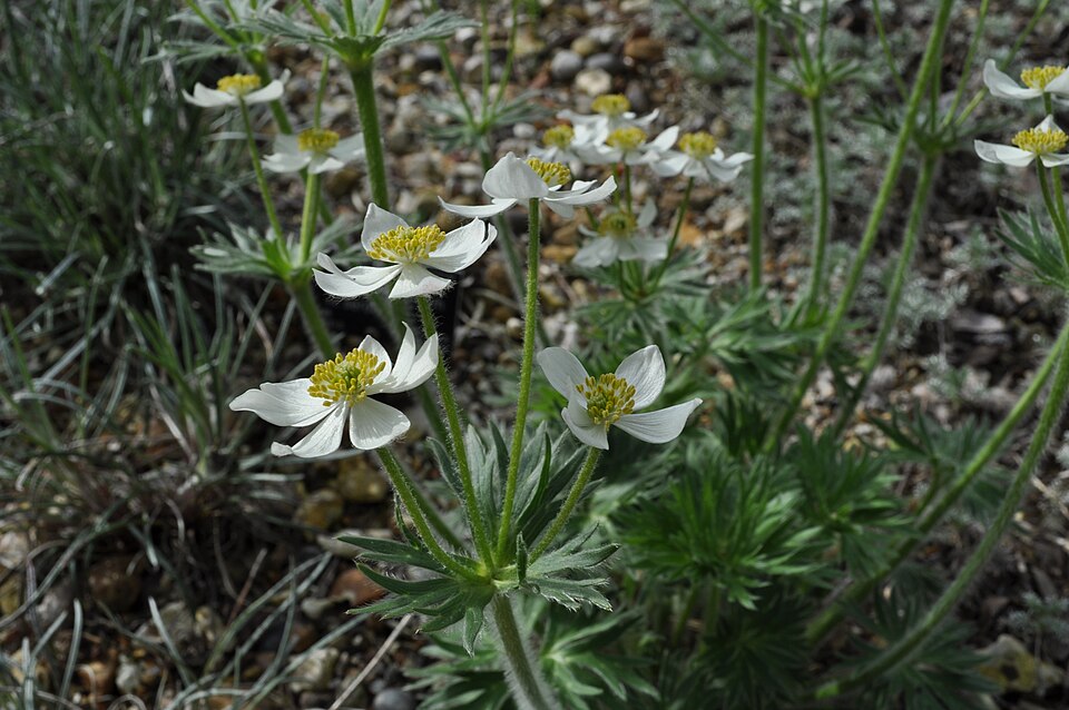 Narcissus Anemone