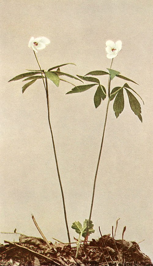 Wood Anemone