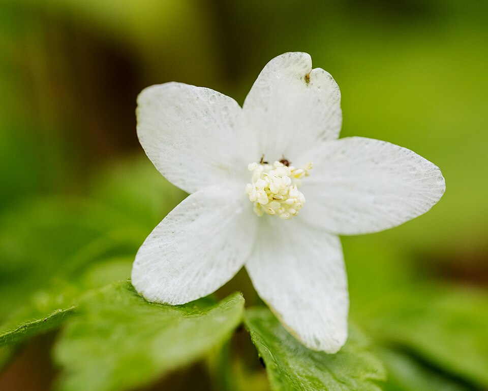 Wood Anemone