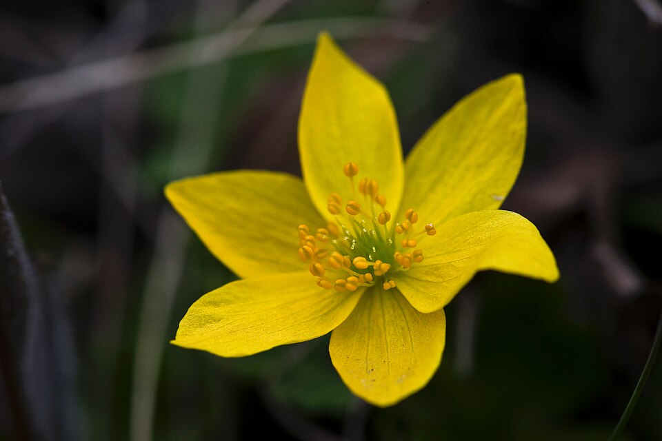 Yellow Thimbleweed