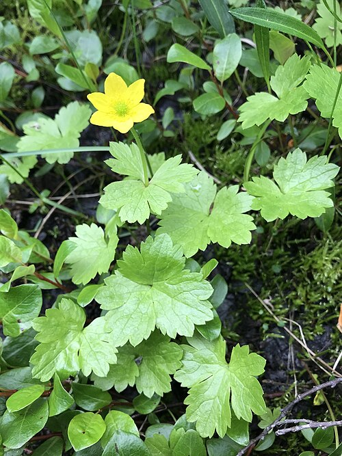 Yellow Thimbleweed