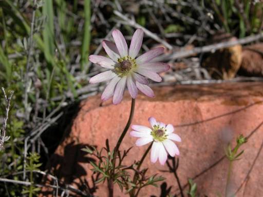 Tuber Anemone