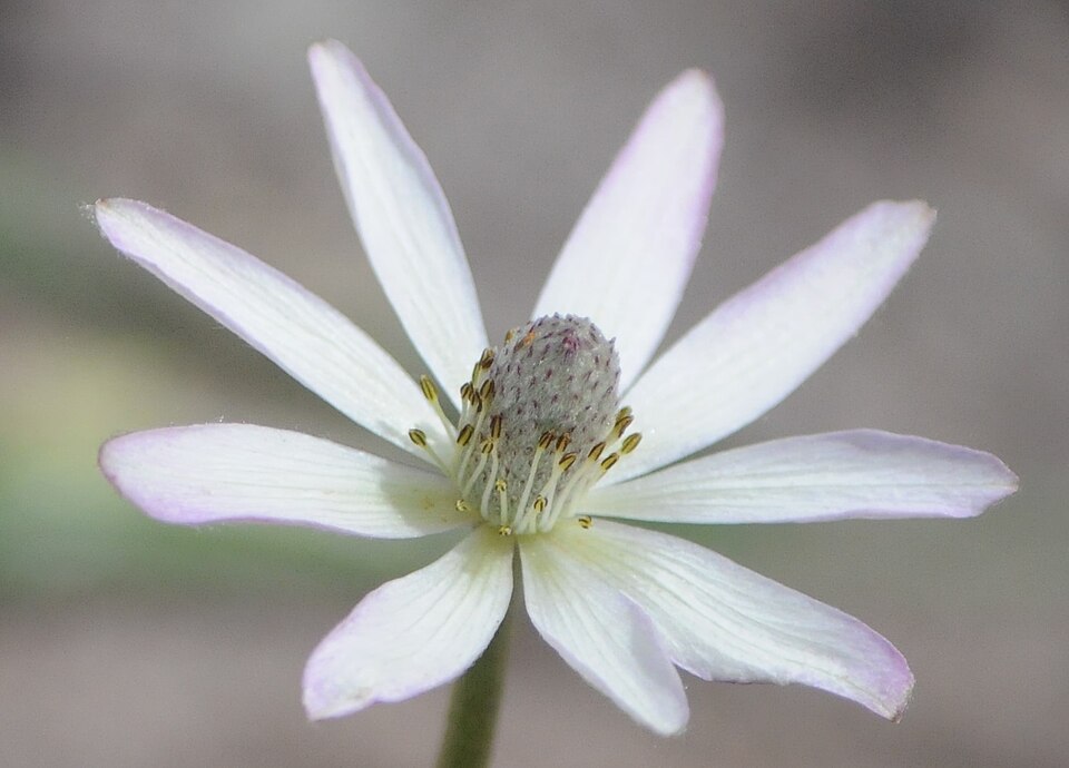 Tuber Anemone