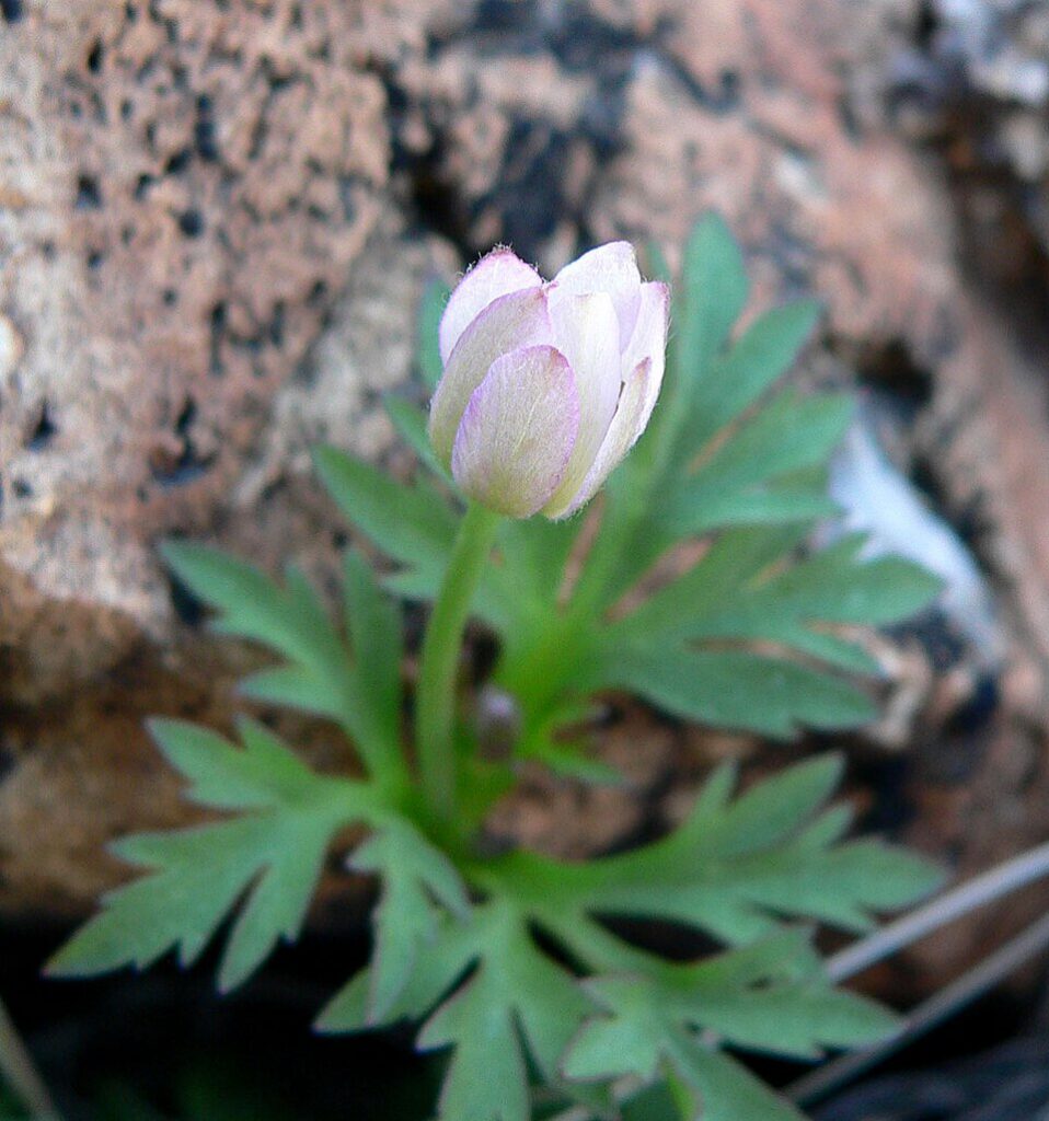 Tuber Anemone