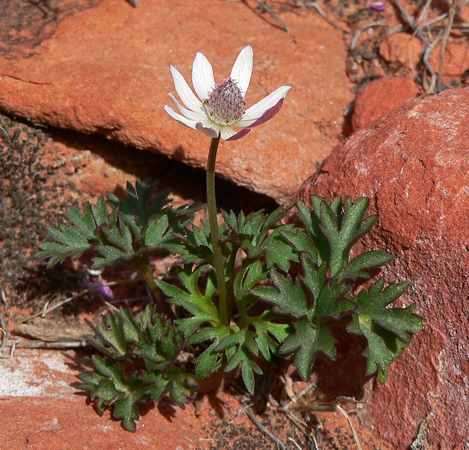 Tuber Anemone