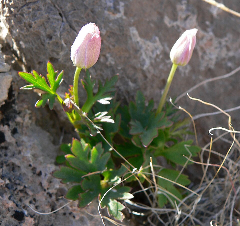 Tuber Anemone