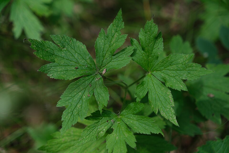 Tall Thimbleweed