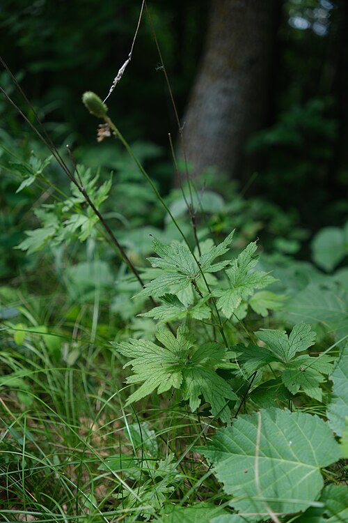 Tall Thimbleweed