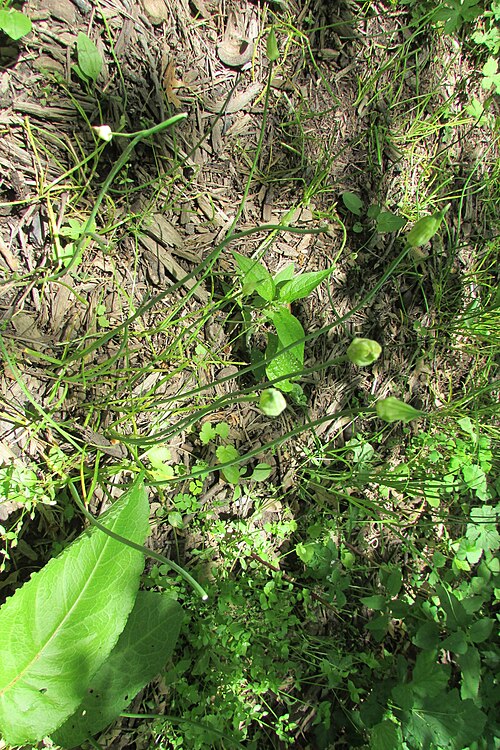 Tall Thimbleweed