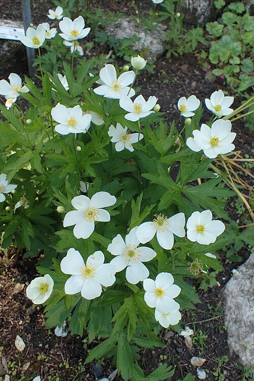 Tall Thimbleweed