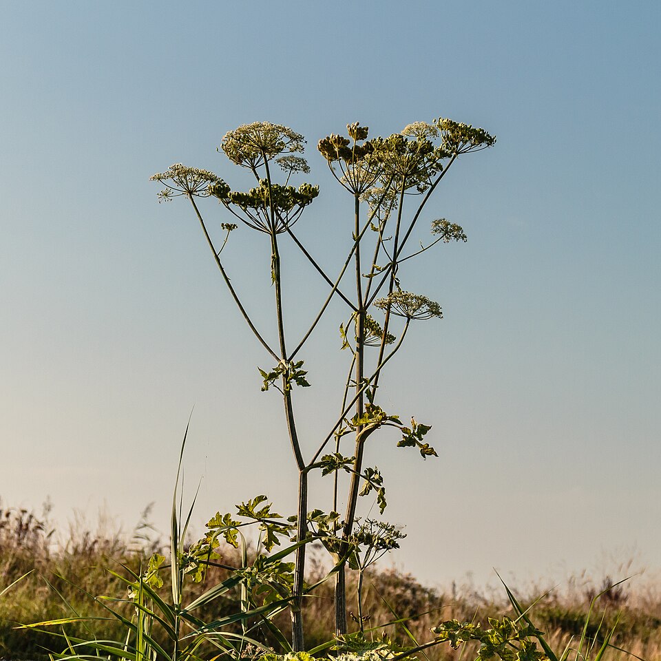 Angelica