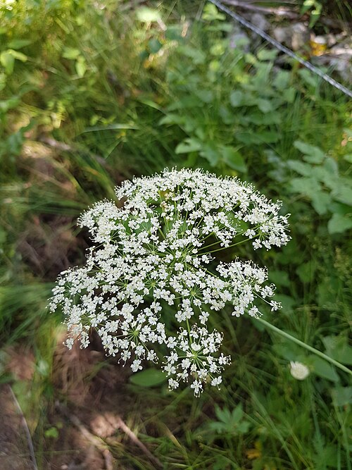 Angelica